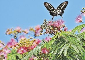 花の扇にチョウも舞う　ネムノキ咲き始める、和歌山・紀南地方