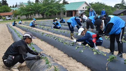 障害者らがさつまいも栽培を開始　震災で団結、基幹産業目指す（石川）