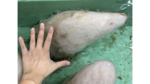 「スベスべで固い…」謎の生物の名前は？拡散希望…鳥取市の水族館が公式SNSで問い合わせ（鳥取）