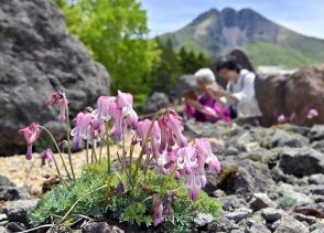 馬の顔に似た花「高山植物の女王」コマクサが見頃　日光白根山ロープウェイ山頂駅周辺で