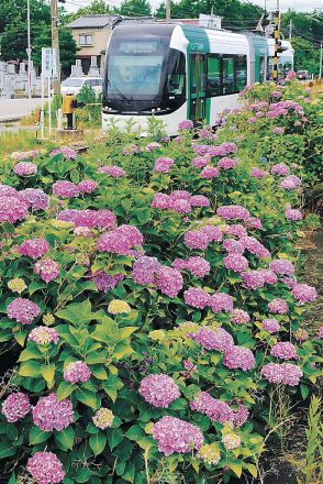 アジサイ鮮やか　富山で開花観測