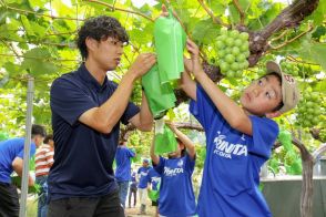 宇佐市の津房小児童が大分トリニータのスタッフとブドウの袋かけ作業　地域活性化へ連携「大きく育ってほしい」