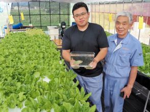 循環型農法でサラダ菜やリーフレタスを試験出荷　福島県二本松市の服部製作所が第二創業