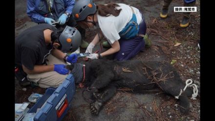 ツキノワグマ捕獲　マイクロチップなど装着後、山奥に放つ　三重・尾鷲市