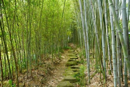 京都・嵐山より見ごたえあり!　全長1.8竹林「向日市・竹の径」穴場の絶景レポート