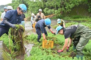 特定外来生物オオフサモ駆除　奄美市、広範囲で繁殖確認　ボランティア80人が参加