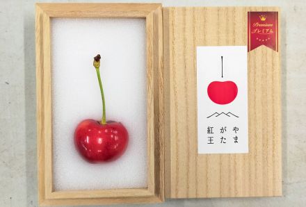 東京・大田市場で1粒10万円！　山形県開発の新品種「紅王」　昨年の大玉コンテスト王者出荷