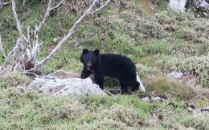 剣山系・石立山でツキノワグマ目撃