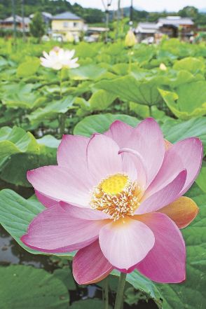 心安らぐピンク色の花　大賀ハス咲く、和歌山県上富田町