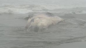 白糠町の海岸にクジラ死骸が漂着　体長９～10メートル、傷み激しく死んでから時間が経過か　19日町が建設機械で撤去へ