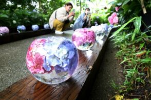 コロナ乗り越え「映えスポット」　奈良・般若寺の紫陽花ガラスボール