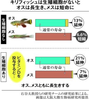 長寿の秘訣は「卵子」にあり　オスは精子で短命に…大阪大研究チームが魚で実験　おおさかラボ