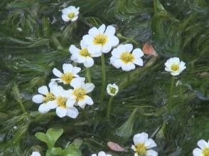 清流のシンボル「バイカモ」の花見ごろ　岐阜県高山市