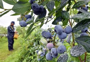 雨粒に濡れる鈴なりの果実　栃木・大田原でブルーベリー収穫期　「豊作で味も良い」と園主