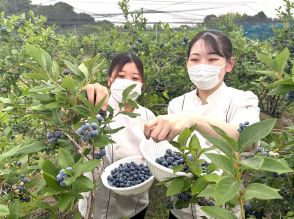 新鮮であま～いブルーベリーは一押し　川崎の農園「アグ里やまかげ」で収穫最盛期