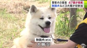 嘱託警察犬の審査会に47頭が参加　60年超の歴史で初の「ウェルシュコーギー」「ミニチュアダックスフンド」など参加　うち秋田犬の『大輔（おおすけ）』5歳は訓練の成果をうまく発揮できず…