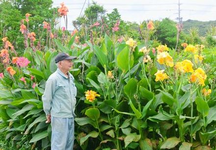 鮮やかに咲き誇る花！ 3年前にもらい受けたカンナ、2メートルの高さにまで成長　沖縄・国頭村
