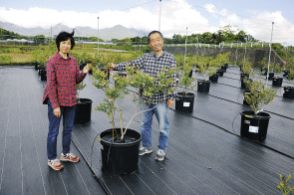 ブルーベリー40種摘み取り　観光農園あすオープン　長野県原村