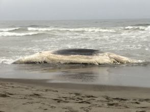 【北海道東部の海岸でクジラの漂着相次ぐ】白糠町恋問の海岸に体長7、8メートルのクジラの死骸が漂着 周辺では6月5日と15日にもクジラが漂流 処分方法など検討