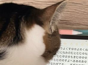 猫は今お仕事中!?「邪魔しちゃいけないな」とためらうほど真剣な後ろ姿に13万件のいいね