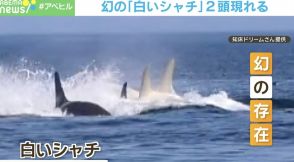 し、白いシャチが二頭！ しかも並んでる！ 幻の存在に写真家興奮