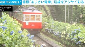 箱根「あじさい電車」 沿線をアジサイが彩る