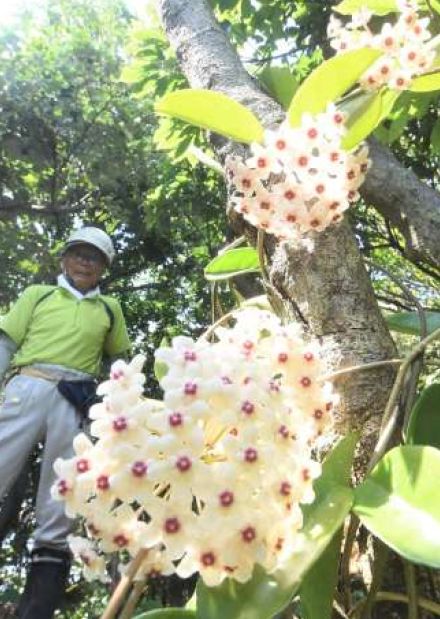 岬の森にひっそりと…見つけられるかな? 癒やしの花球　南さつま坊津