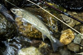 まだ梅雨入りしないの?　たまらん暑さからの逃亡!「避暑的渓流釣りが気持ち良すぎた」