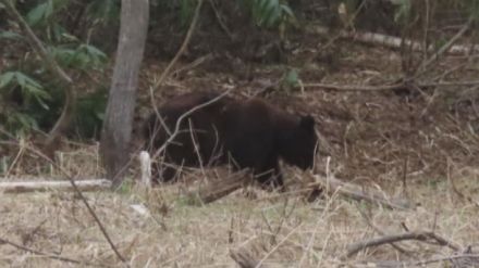 釣りに来ていた男性がクマに襲われ死亡した湖に…クマ出没　湖畔のキャンプ場利用者９人避難　約14センチの足跡発見　北海道幌加内町・朱鞠内湖　