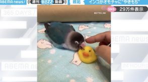 「お母しゃんの手はアタチのもの！」おもちゃを放り投げ、飼い主の手に飛び乗るインコがSNSで話題！「独占欲がたまらなく愛しい」「無駄のない動きがかわいすぎ」