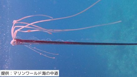 「船の上を走り回るほどびっくりしました」生きたリュウグウノツカイの幼魚をマリンワールドの職員が発見