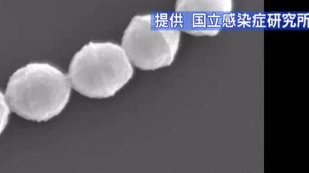 溶連菌による咽頭炎が前年同期の約6倍に…流行性角結膜炎やプール熱も例年以上の拡大、新型コロナは横ばい続く