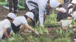 いつもにぎわう広場へ　新サカスタ周辺で小学生が花の苗　広島