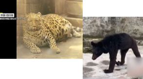 中国の動物園に“太ったヒョウ”と“やせ細ったクマ”　「アザラシみたい」「犬みたい」SNSで話題も健康心配する声