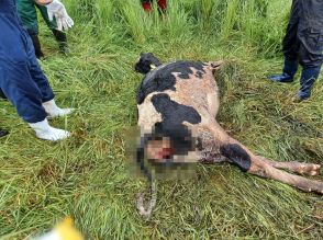 【野犬の集団が牧場で大暴れ】5～8匹のイヌがウシを襲撃 かまれて計6頭死ぬ ヒグマ警戒が続いていた北海道東部の牧場に新たな 