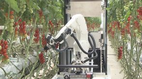 モノづくりの技術活かす…農業用の『全自動収穫ロボット』デンソーなどが共同開発 トマト等の収穫効率アップ