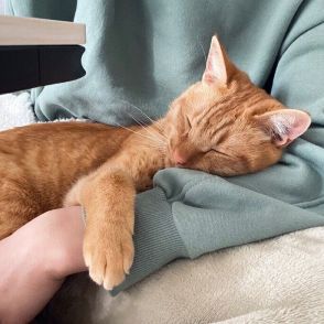 「これが在宅勤務というやつです」膝上を陣取る猫、おかまいなしにすやすや眠る光景にほっこり