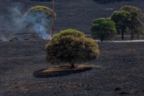 欧米で山火事、地域住民が避難　米ニューメキシコ州で1人死亡