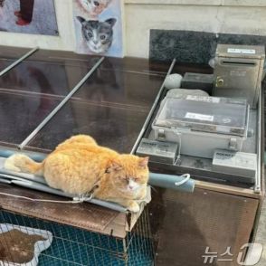 韓国の「猫の天国」のはずなのに…“餌やり体験”一転、「動物虐待」