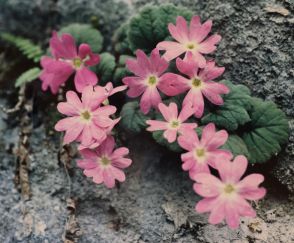 国天然記念物の植物群、40年調査せず　近くで採掘、絶滅危惧の花消滅か