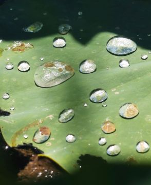 ハスの葉に 雨が残した宝石