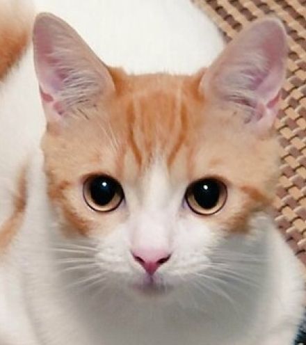 「なぜそうなった！？」猫の3年後　不思議な姿に驚き「ほっぺにどんぐりが…？」