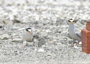 絶滅危惧種コアジサシ、今年も諸富町に　ひな10羽すくすく　児童が観察