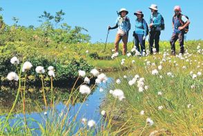 綿毛、夏の風に揺れ　富山市八尾の白木峰