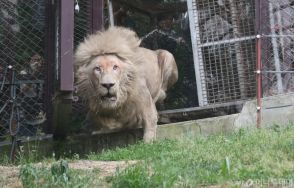 「日差しも風もない」室内に7年…韓国・放置されてきたホワイトライオンの戸惑い？の表情