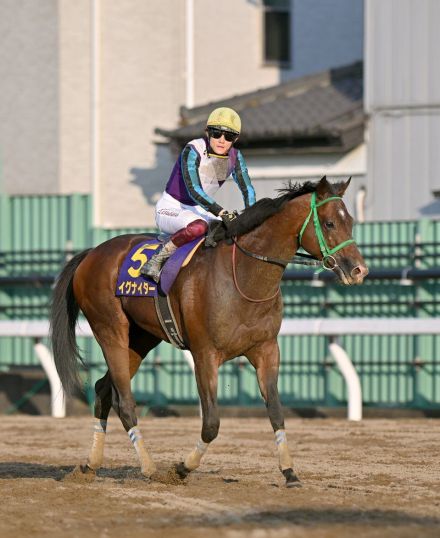 【サンスポ賞さきたま杯】イグナイターは２着　突き放されて連覇ならず