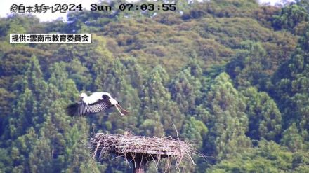 国の特別天然記念物「コウノトリ」の“ひな”3羽が巣立つ　島根県雲南市