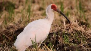 “吉祥の鳥”トキの繁殖で日本と中国が協力し合えるものとは?