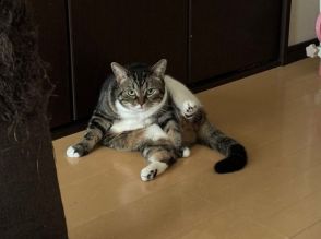 「ごめぇぇぇぇん、寝坊した！」ご飯がなくて激おこの猫さん「怒りっぷりがご立派」「飯はまだかみたいな顔」