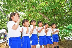 「いっぱい食べちゃった」　福島市の桜の聖母学院幼稚園年長児　サクランボ狩りを体験